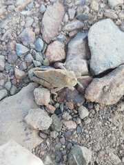 Ocnerodes fallaciosus