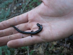 Plethodon richmondi