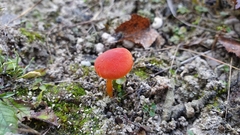 Hygrocybe calciphila