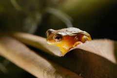 Dendropsophus elegans