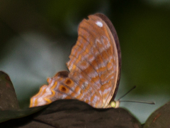 Terinos terpander intermedia