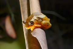 Dendropsophus elegans