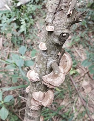 Trametes modesta
