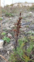 Orobanche elatior