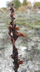 Orobanche elatior