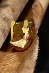 Dendropsophus elegans
