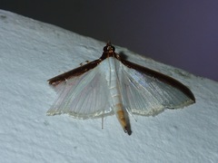 Cydalima laticostalis