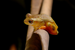 Dendropsophus elegans
