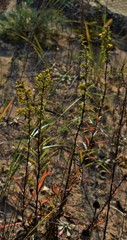 Solidago gillmanii