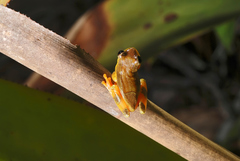 Dendropsophus elegans