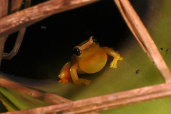 Dendropsophus elegans