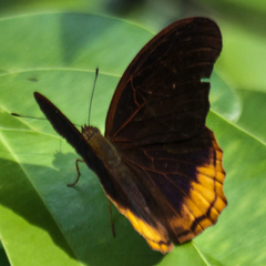 Terinos terpander intermedia