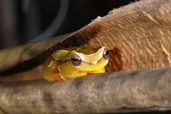 Dendropsophus elegans