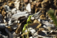 Pterostylis turfosa