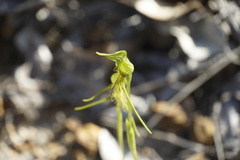 Pterostylis turfosa