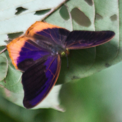 Terinos terpander intermedia