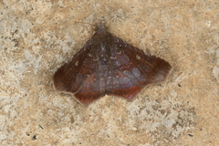 Euclystis inconstans