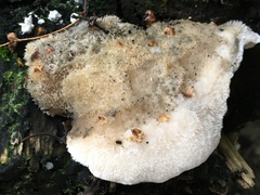 Hericium cirrhatum