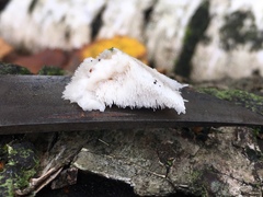 Hericium cirrhatum