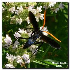 Pepsis menechma elegans