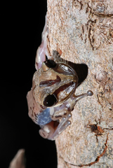 Nyctimantis brunoi