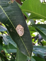 Euthalia aconthea gurda