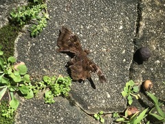 Euthalia aconthea gurda