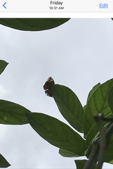 Euthalia aconthea gurda