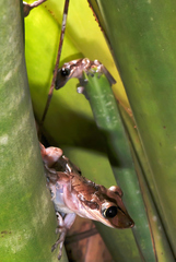 Nyctimantis brunoi
