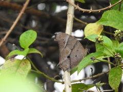 Melanitis phedima bela