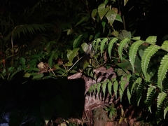 Psolodesmus mandarinus