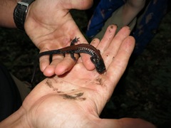 Plethodon yonahlossee