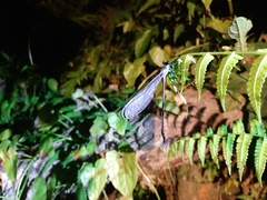 Psolodesmus mandarinus