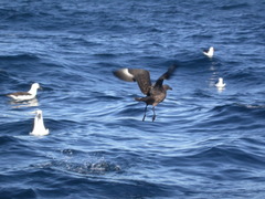 Stercorarius antarcticus