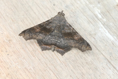 Euclystis manto