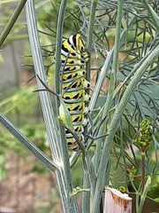 Papilio