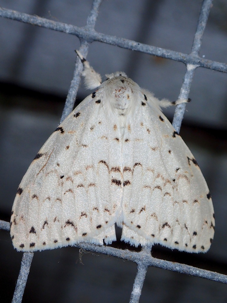 Lymantria ganara
