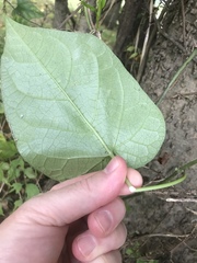 Matelea carolinensis