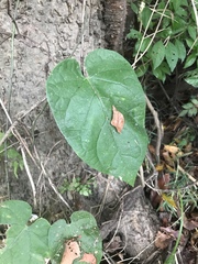 Matelea carolinensis