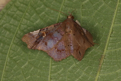 Euclystis plusioides