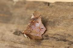 Euclystis plusioides