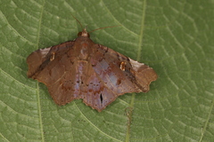 Euclystis plusioides