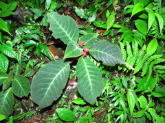 Corytoplectus oaxacensis