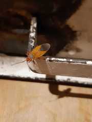 Pyrrhocoridae