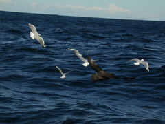 Stercorarius antarcticus