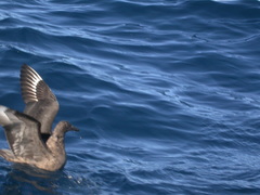Stercorarius antarcticus