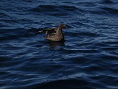 Stercorarius antarcticus