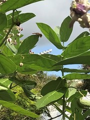 Euthalia aconthea gurda