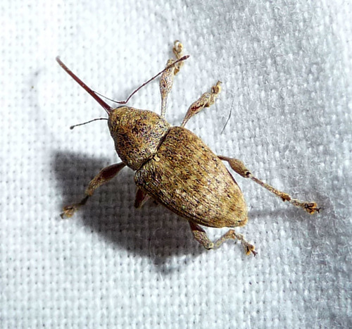 Chestnut Weevil
