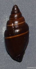 Pusia ebenus